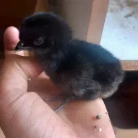 مرغ و جوجه  و غاز