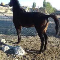 اسب نریان چهارساله یورقه رو وکورسی|اسب و تجهیزات اسبسواری|خلخال, |دیوار