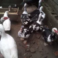 اردک اسرائیلی|حیوانات مزرعه|آستارا, |دیوار