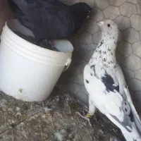 کبوترساروزاغ کرمانی|پرنده|قائن, |دیوار