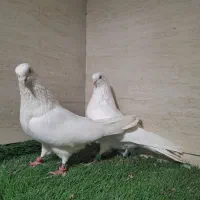 کبوتر سفید اراکی و بمبویی هندی بندر دیلم|پرنده|بندر ماهشهر, |دیوار