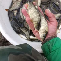 ماهی امور و کپور|ماهی|سنگر, |دیوار