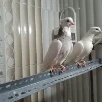 طوقی|پرنده|قم, شهرک امام حسن|دیوار