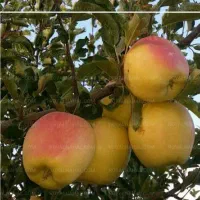 نهال سیب اسموتی