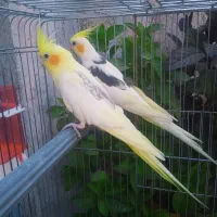 عروس هلندی دوکت مولد