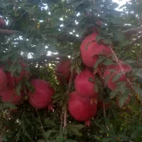 انار