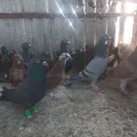 کفتر|پرنده|مشهد, تلگرد|دیوار