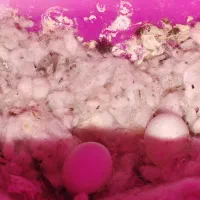 مرغ عشق هلندی|پرنده|ارومیه, |دیوار