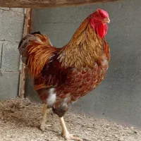 خروس ویاندوت بلورد