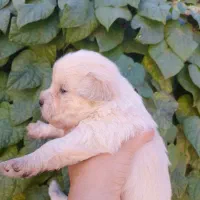 توله سگ شیتزو|سگ|زرند, |دیوار