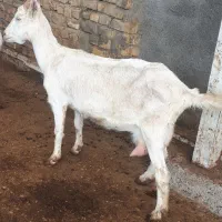 سانن|حیوانات مزرعه|رضویه, |دیوار