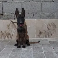مالینویز