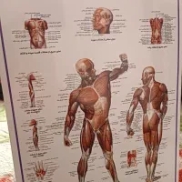 کالبد شناسی آناتومی بدن انسان علوم ورزشی پزشکی|کتاب و مجله آموزشی|مشهد, جانباز|دیوار