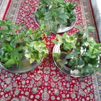 گل آپارتمانی پتوس سانسوریا عروس و...