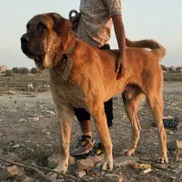 سگ پژدرعراقی 4ساله|سگ|کرج, آق تپه|دیوار