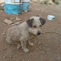 گمشده|حیوانات|سقز, |دیوار