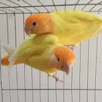 یک جفت فیشر مولد