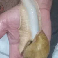 حلزون آرایشی