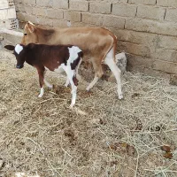 دو گوساله ماده