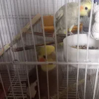 ‌جفت عروس هلندی