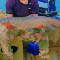 فروش ماهی هر روز پنجا کیلو ب بالا هر روز موجود