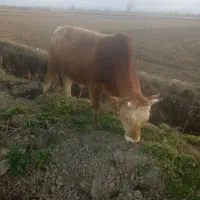 گاو نرچالوسی