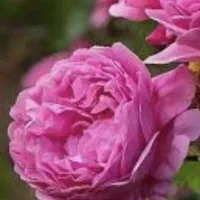 گلاب مناسب هدیه و سوغاتی