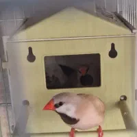 فنچ کرواتی مولد