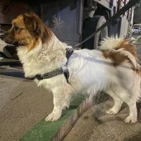 پامر اشپیتز رایگان