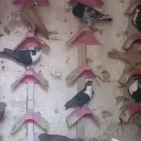 تیپ نر جوجه دست میرجاوه