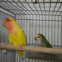 یک جفت طوطی کوتوله|پرنده|خمینی‌شهر, |دیوار