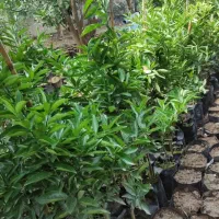 زمین-مسکونی-وباغی