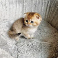 اسکاتیش دبل فولد گلد|گربه|شیراز, فرهنگ شهر|دیوار