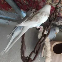 مرغ عشق و فنچ|پرنده|ایرانشهر, |دیوار