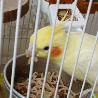 تخم نطفه دار عروس هلندی