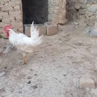 فروش فوری مرغ خروس محلی بخاطرکمبودجا|حیوانات مزرعه|مرودشت, گندم‎|دیوار