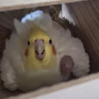 عروس هلندی با جوجه|پرنده|مرند, |دیوار