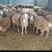 گوسفند    زنده    سید    اسلام شهر    شبانه روزی