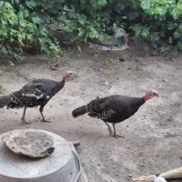 3عدد بقلمو ماده