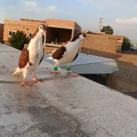 ساده|پرنده|گنبد کاووس, |دیوار