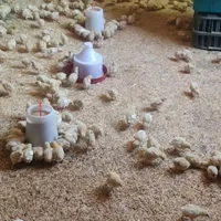 جوجه واکسن خورده (راس)نژاد گوشتی|حیوانات مزرعه|قم, آزادگان|دیوار