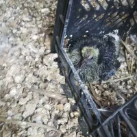 چند عدد کبوتر|پرنده|جم, |دیوار