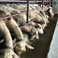 خوراک پرواری، شیری،داشتی