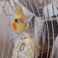 جوجه عروس هلندی ،طوطی،پرنده