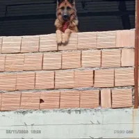 ژرمن ماده|سگ|گرگان, |دیوار