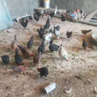 مرغ عربی|حیوانات مزرعه|اهواز, کارون|دیوار