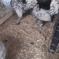 مرغ و خروس چینی