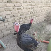 مرغ خروس بوقلمون کرچ هم دارم|حیوانات مزرعه|تنکمان, |دیوار