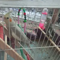 معاوضه عروس هلندی با قناری نر گیلانغرب|پرنده|گیلان غرب, |دیوار