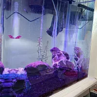 اکواریوم شیشه خم دلسا 50